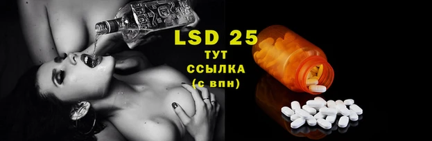 стаф Аркадак